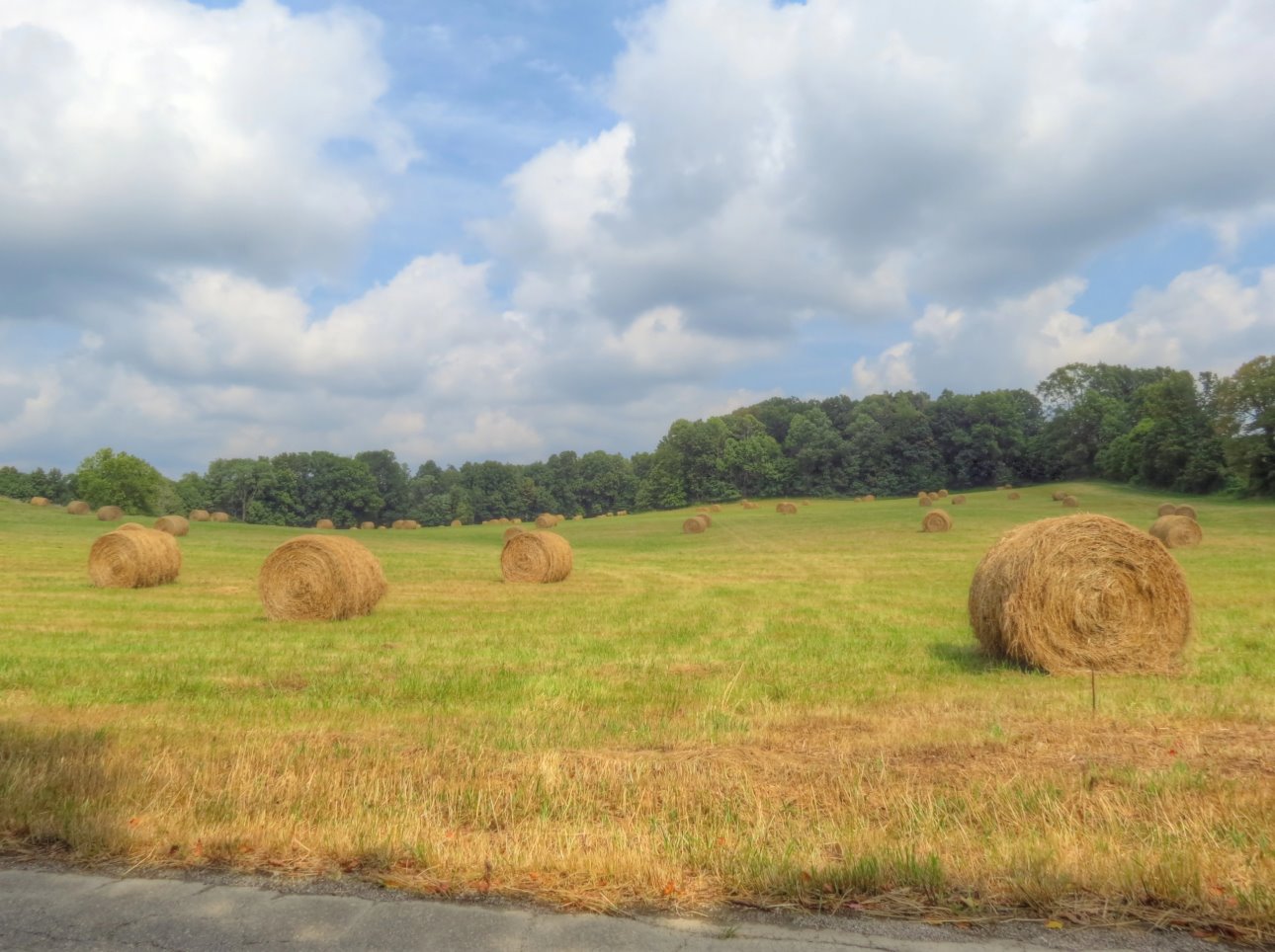 hay bale grass